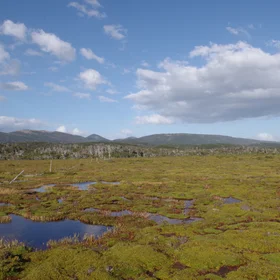 Cushion Plant Peatland, Estancia Moat, Tierra Del Fuego
