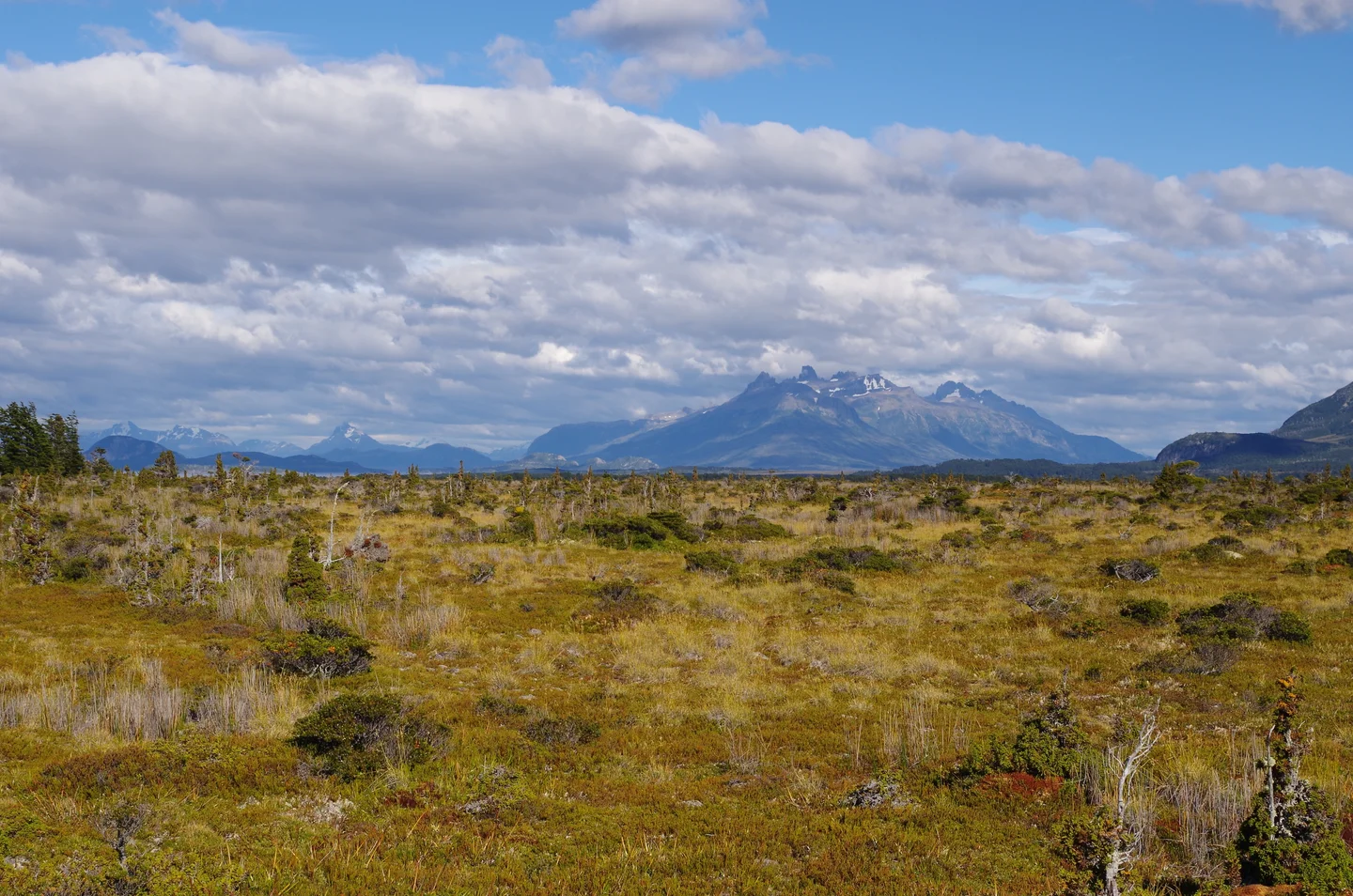 Oceanic ombrotrophic peatland at the Seno Skyring Fjord, Patagonia, Chile