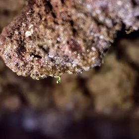 There is life on the lava!