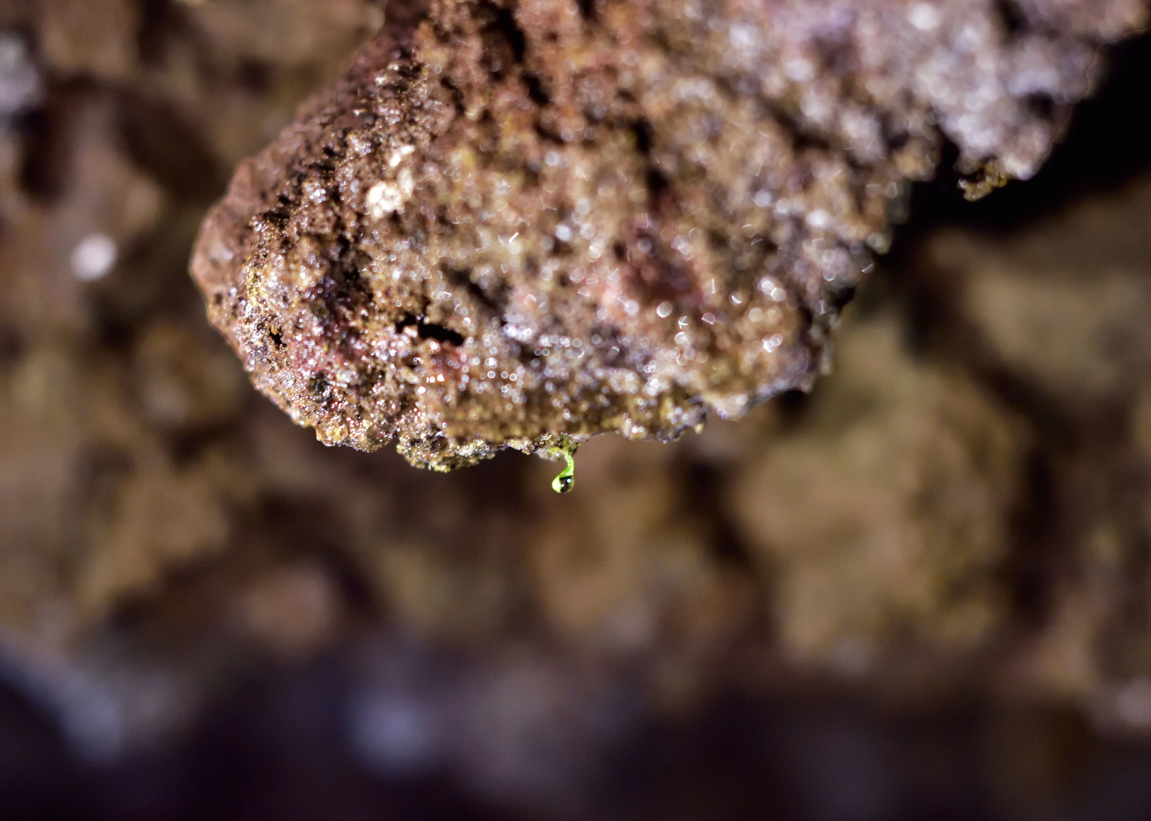 There is life on the lava!