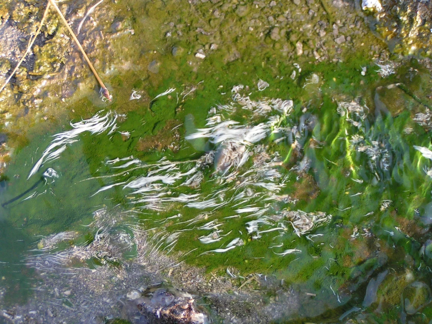 Photosynthetic and sulfur bacteria