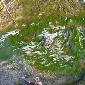 Photosynthetic and sulfur bacteria