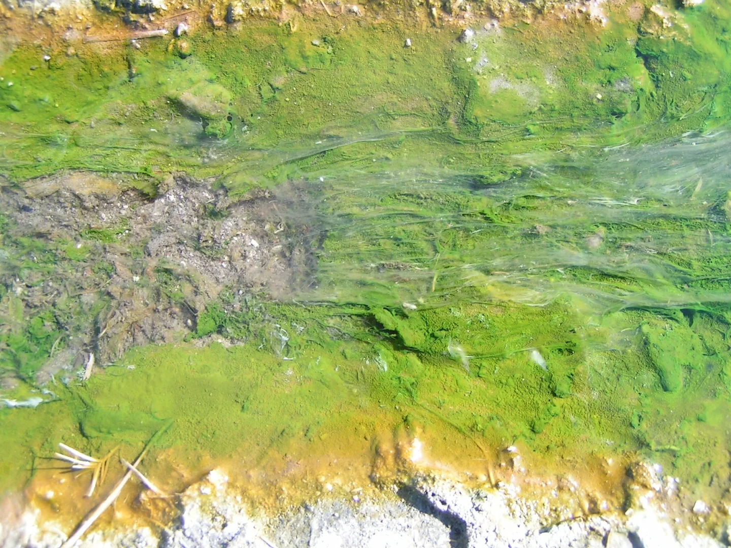 Thermophilic microbes