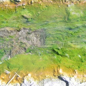 Thermophilic microbes