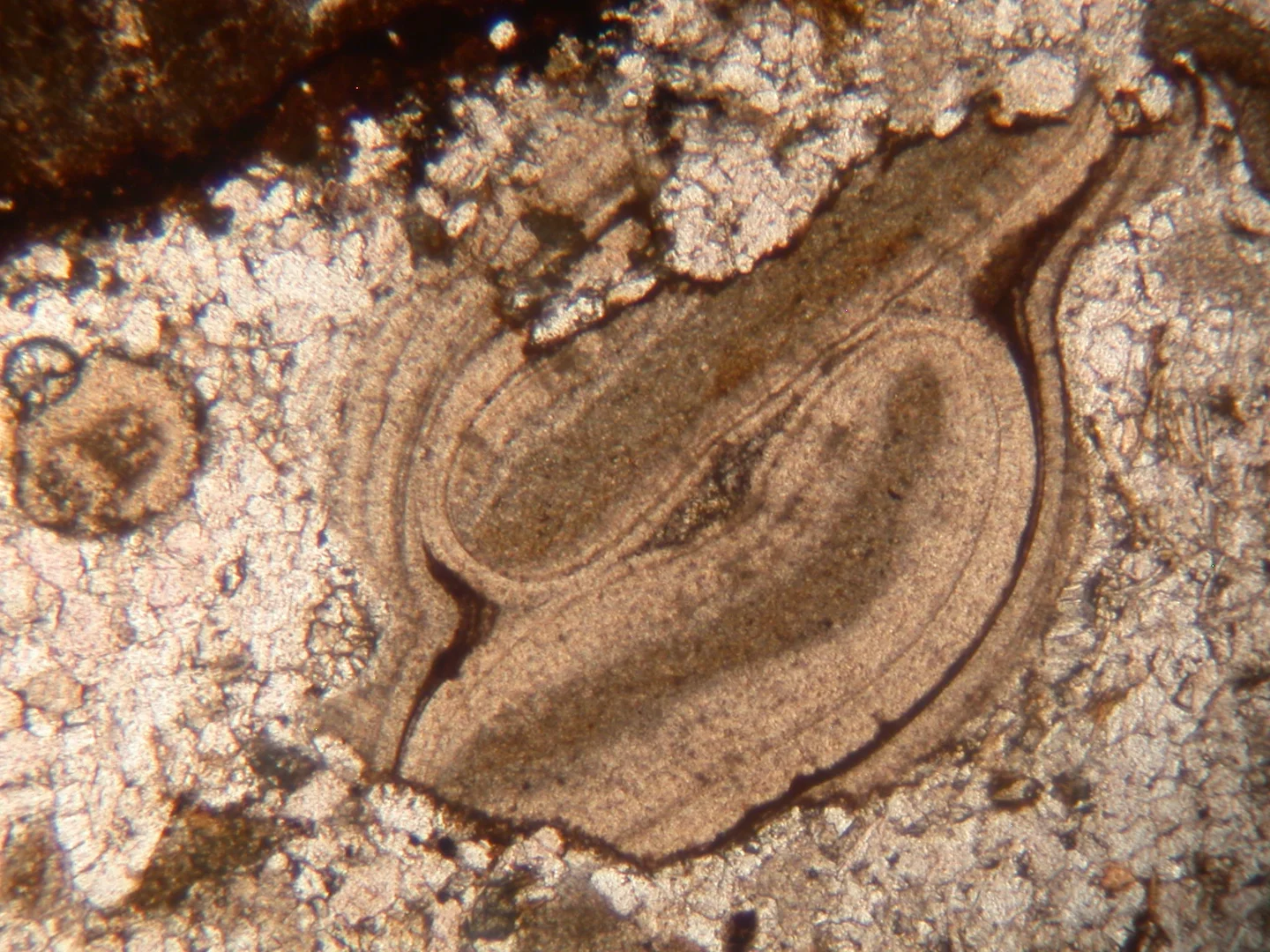 Bioclasts