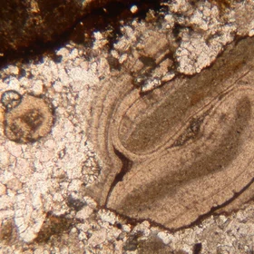 Bioclasts