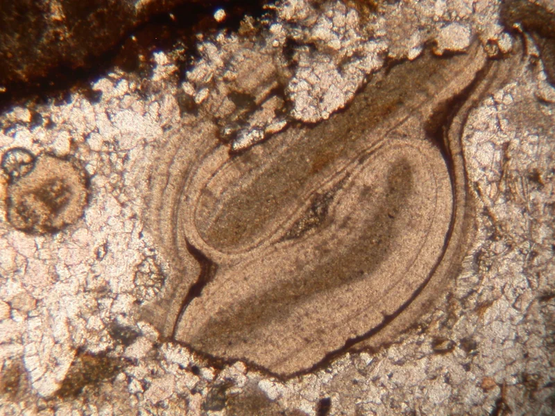 Bioclasts