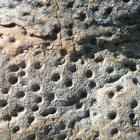 Pitted stromatolites