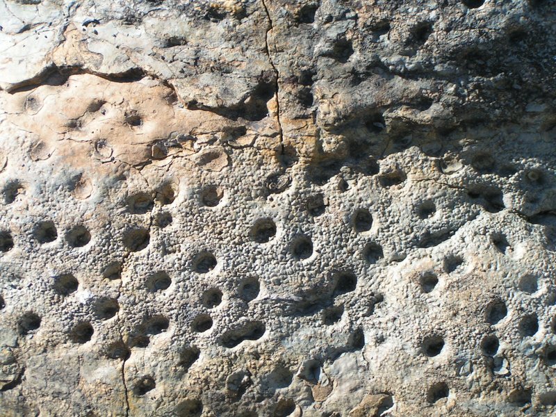 Pitted stromatolites