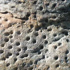 Pitted stromatolites