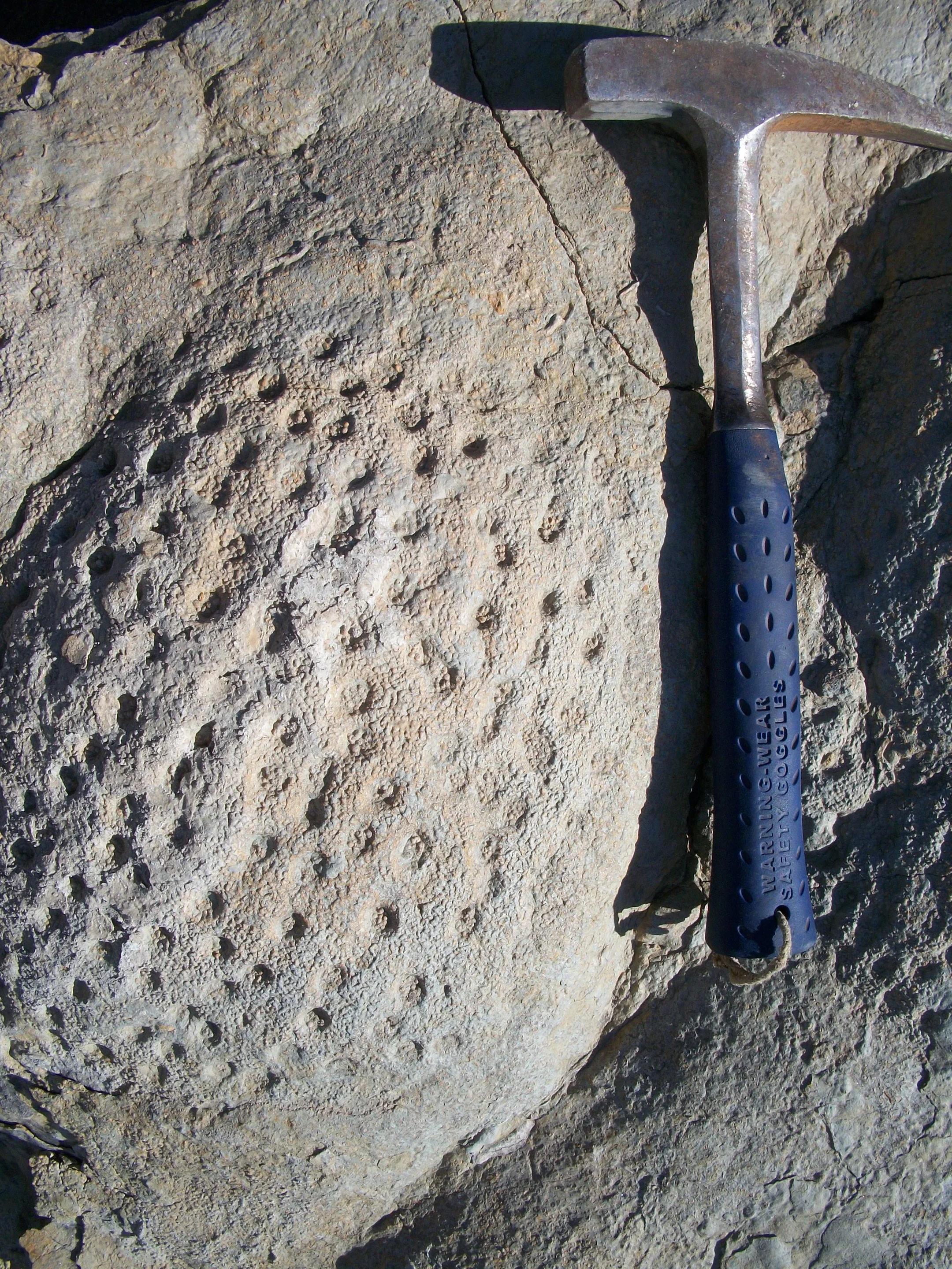 Pitted stromatolites