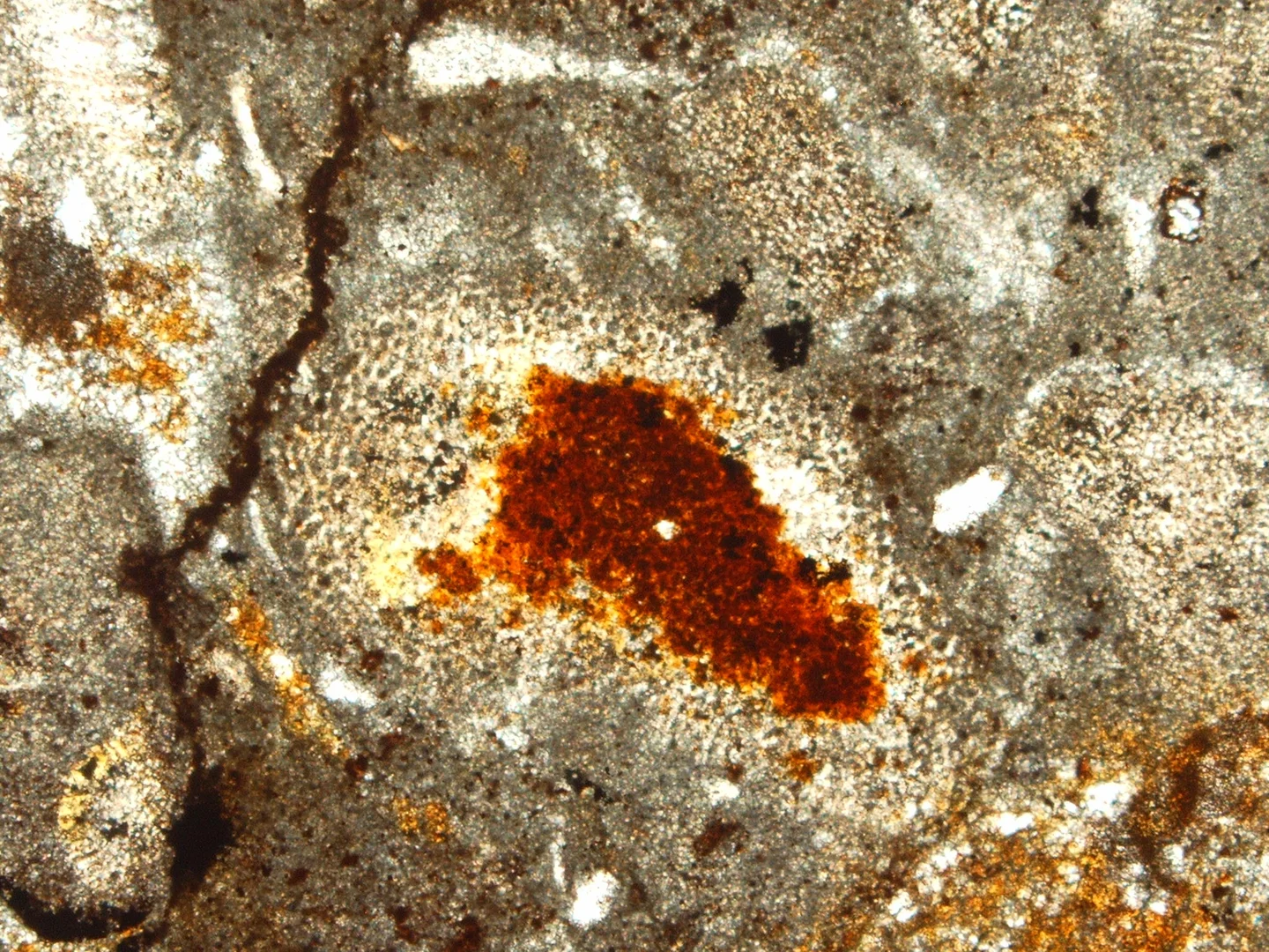 Hematized organic matter