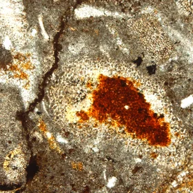 Hematized organic matter