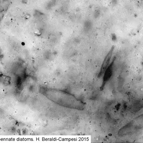 Non-marine fossil diatoms