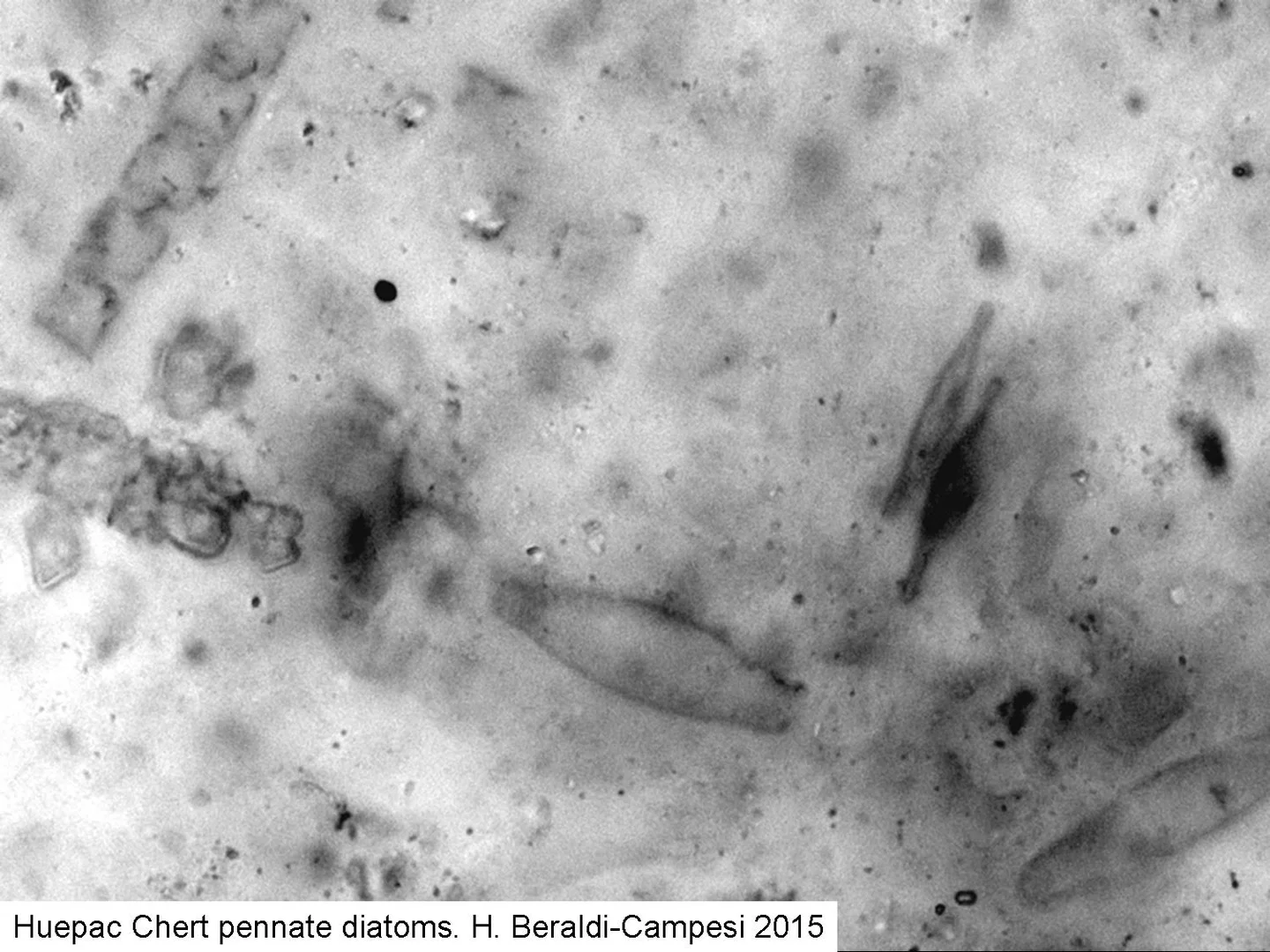 Non-marine fossil diatoms