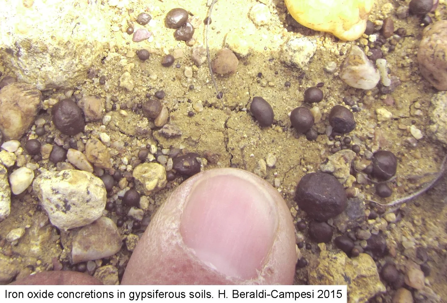 Iron-rich concretions