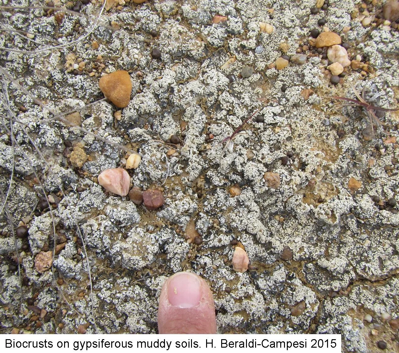 Biocrusts