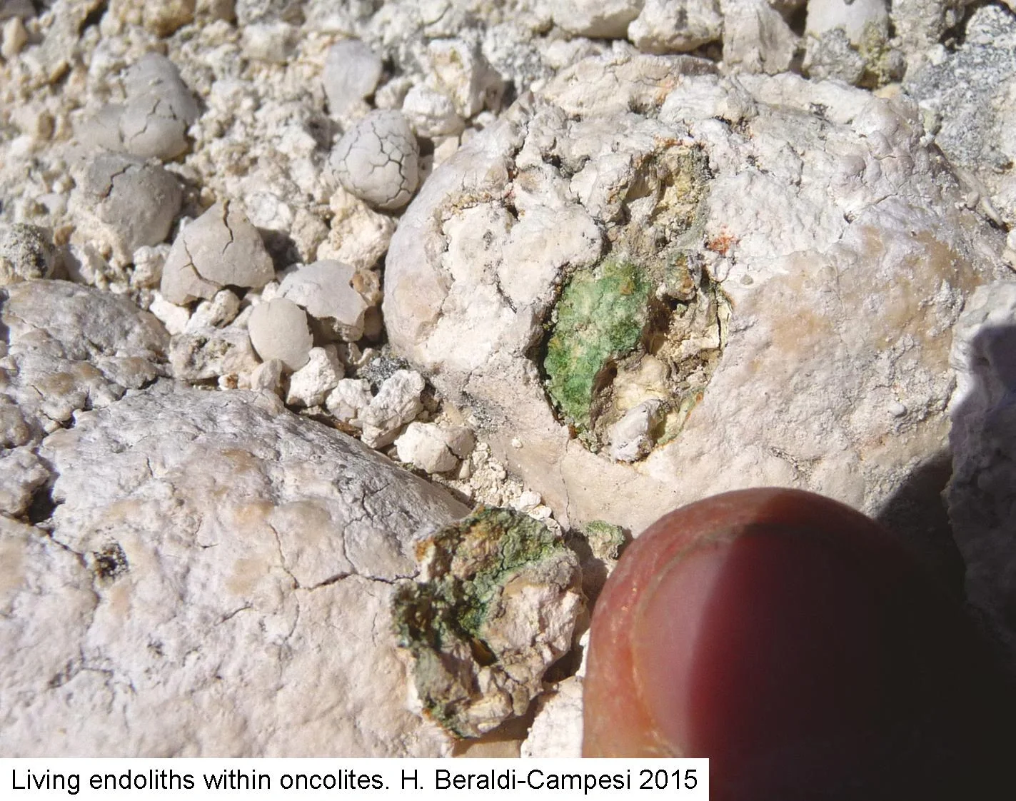 Cyanobacteria in oncolites