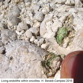 Cyanobacteria in oncolites