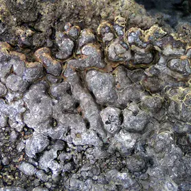 Sulfur-rich coating on a newly-formed siliceous sinter