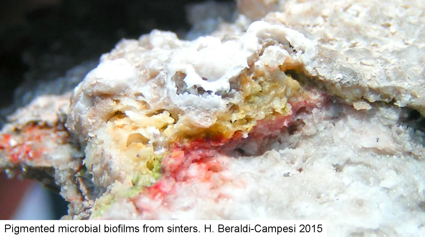 Sinter microbes