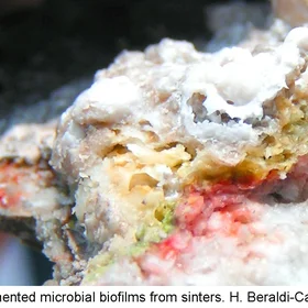 Sinter microbes