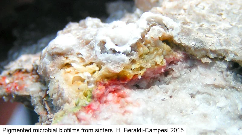 Sinter microbes
