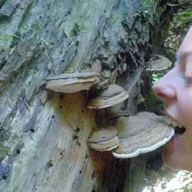 You eat the wood, I eat you! This is how It goes for an Active Planet!