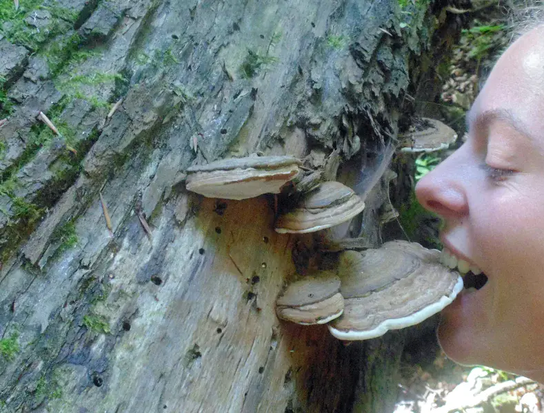 You eat the wood, I eat you! This is how It goes for an Active Planet!