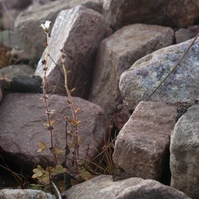 Plant from Rubble
