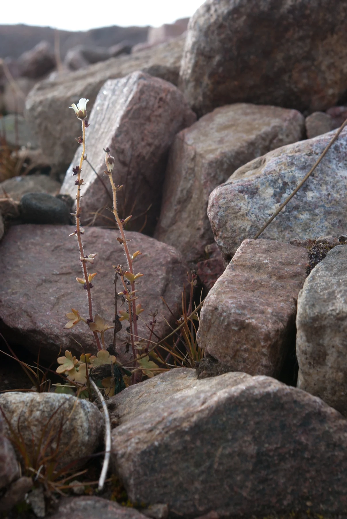 Plant from Rubble