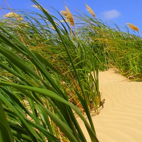 Stabilising dune vegetation