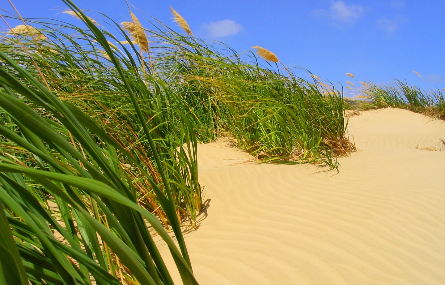 Stabilising dune vegetation