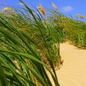 Stabilising dune vegetation