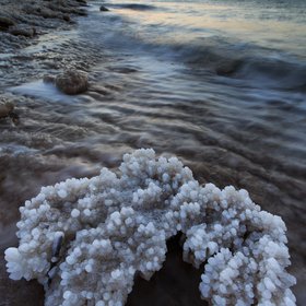 Salt Coral
