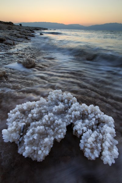 Salt Coral
