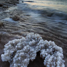 Salt Coral