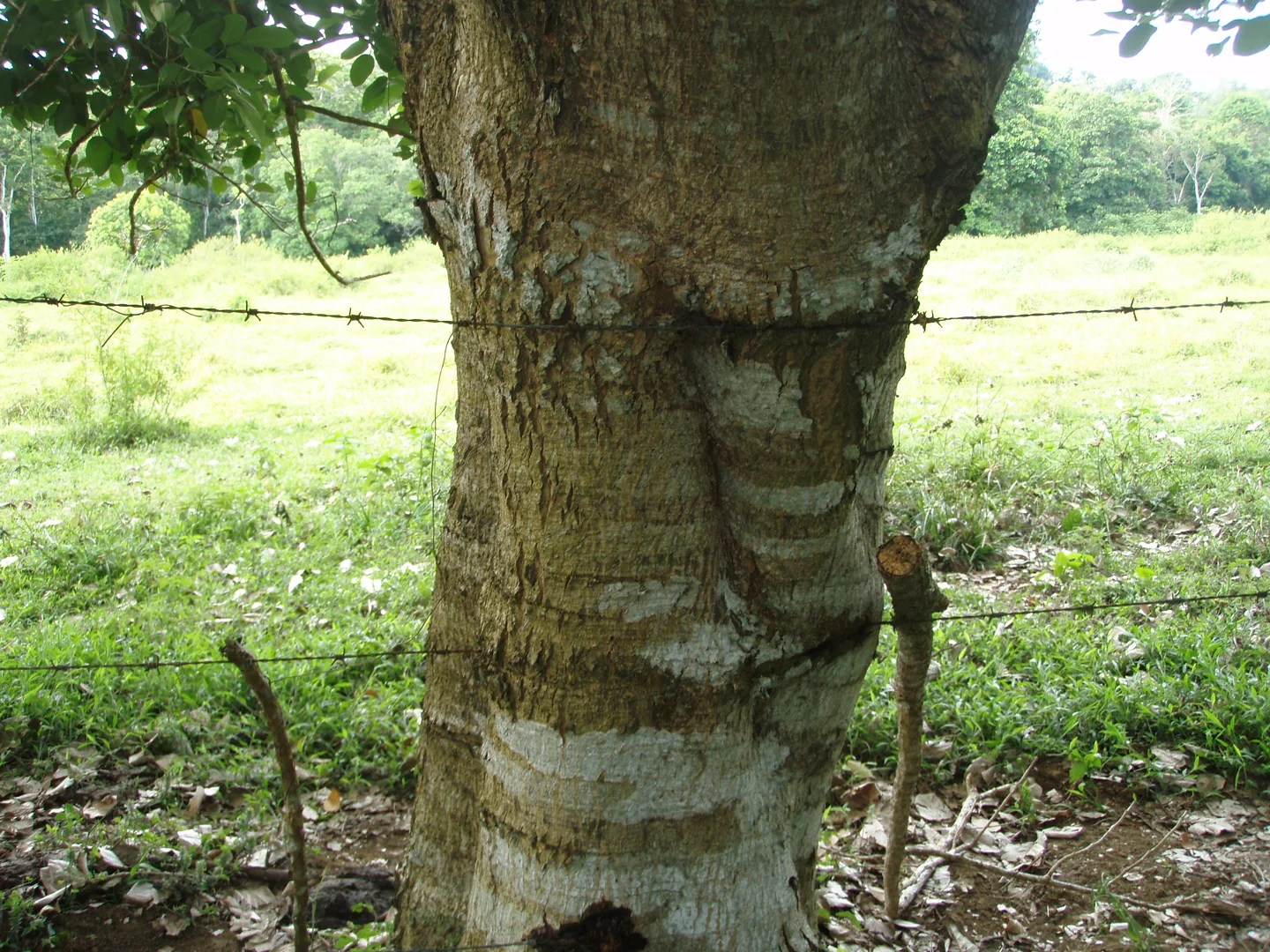 The tree and barbed wire