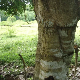 The tree and barbed wire