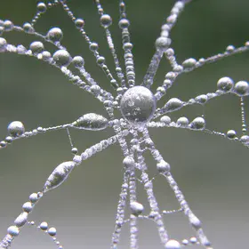 Ice lace flower