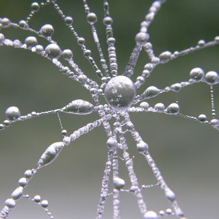 Ice lace flower