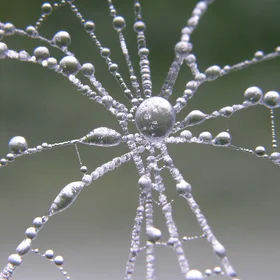 Ice lace flower