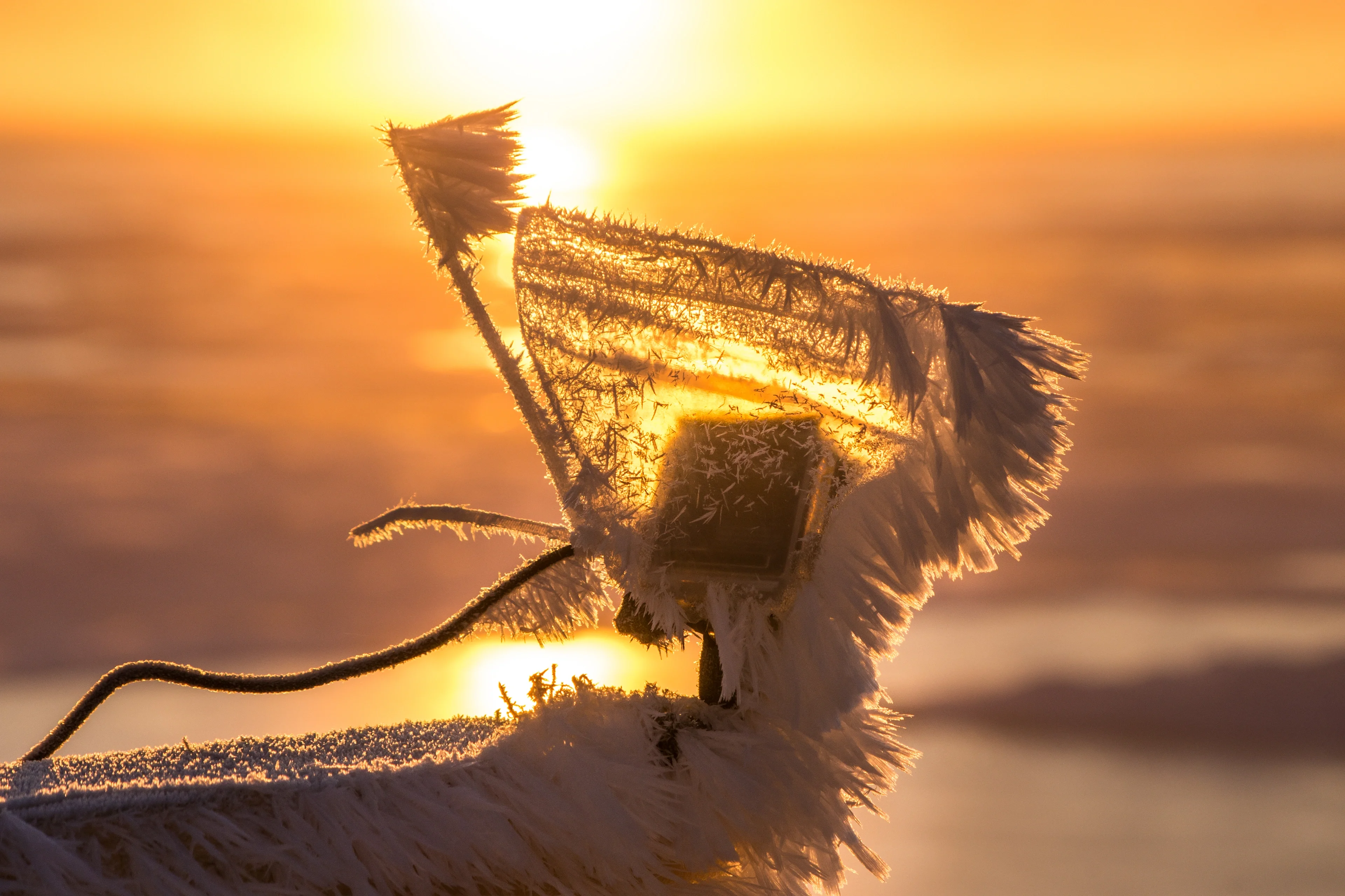 Frozen angel