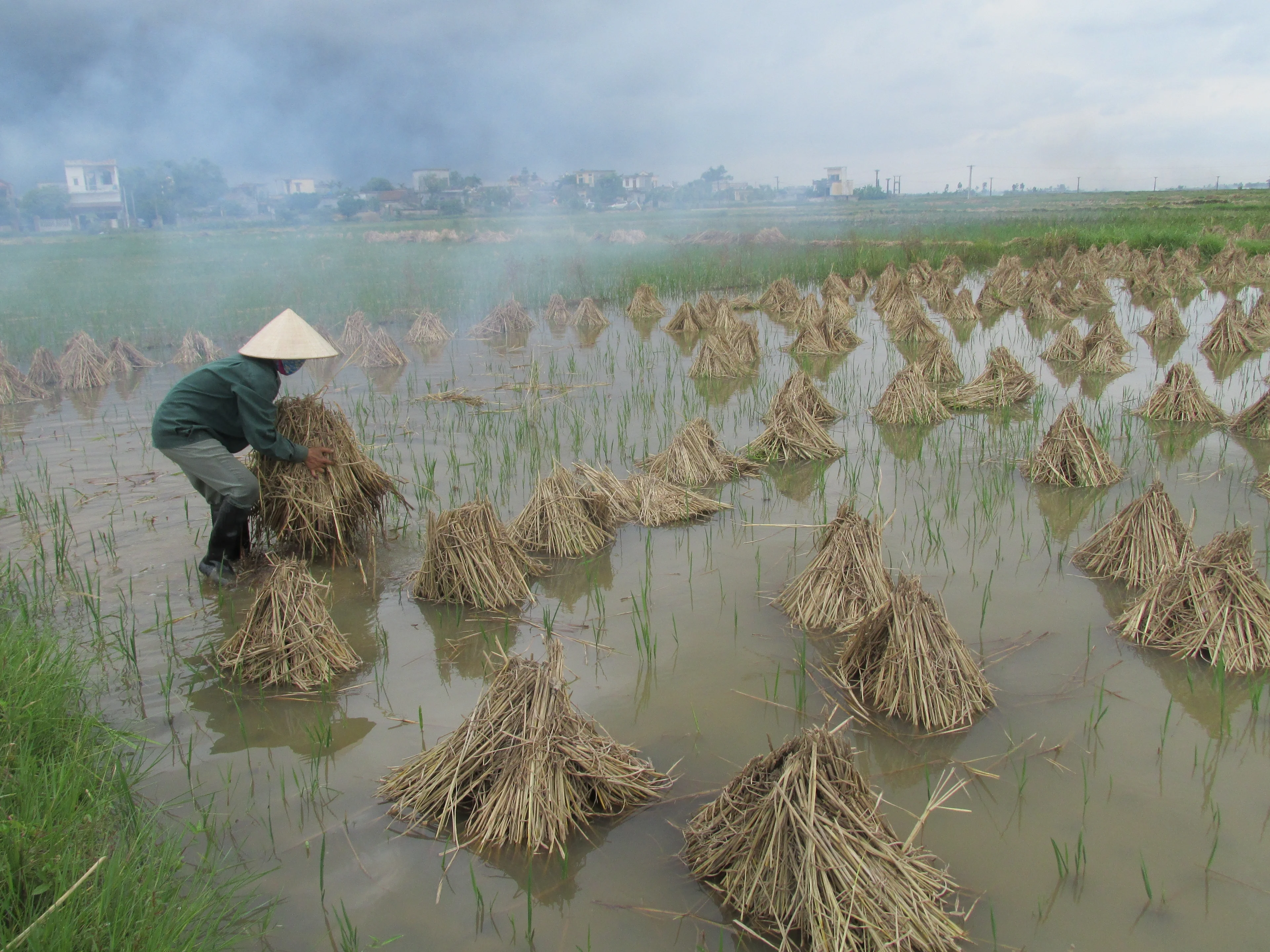Preparing rice straw for open burning