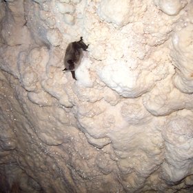 flying mouce in Azas cave