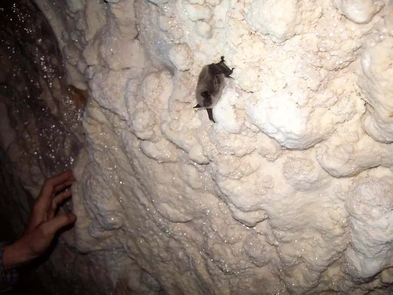 flying mouce in Azas cave