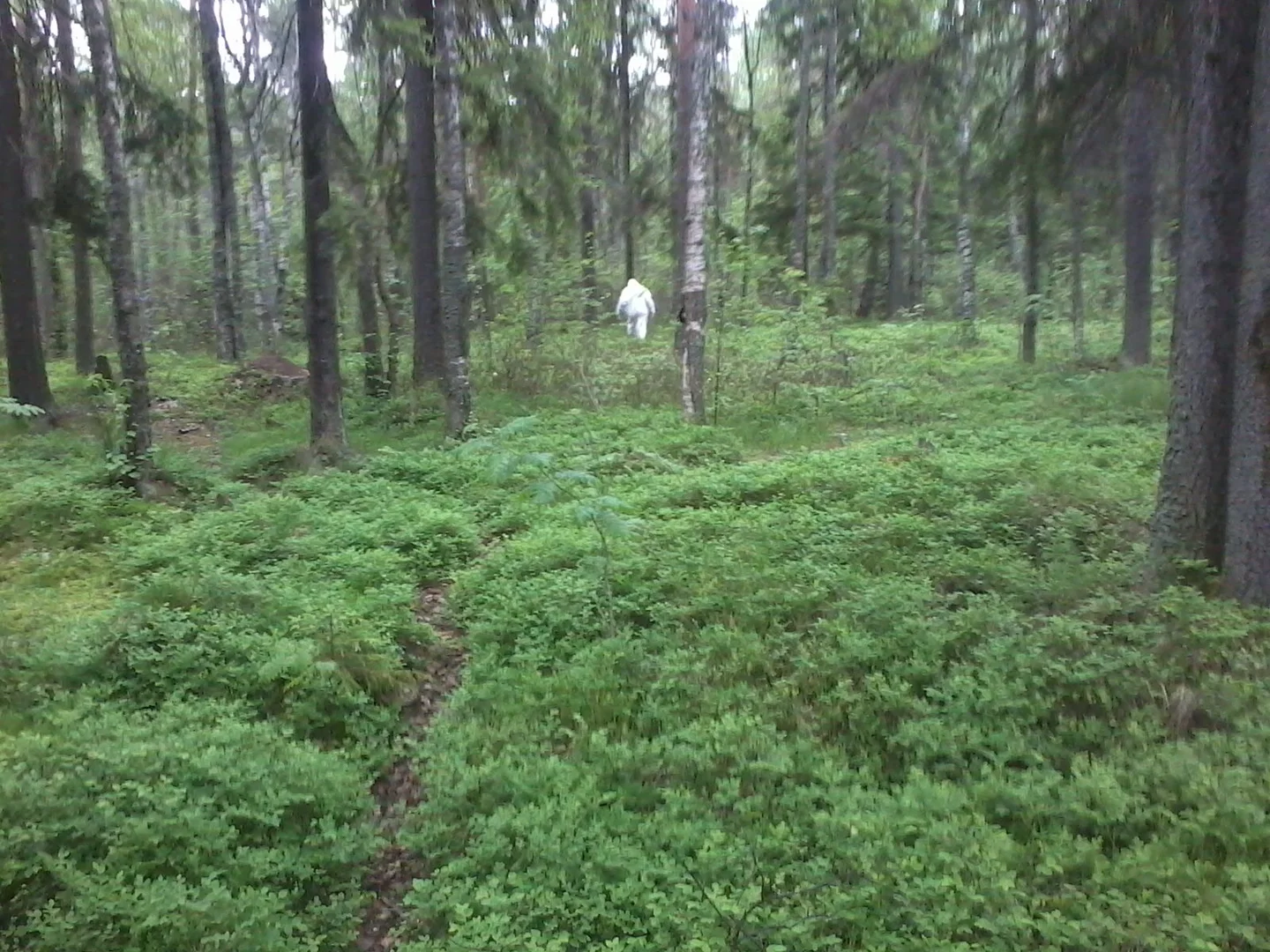 wild man in Shoria