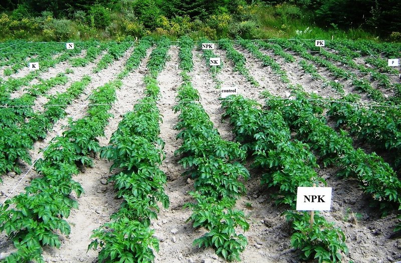 Effect of Fertilization at Potatoes
