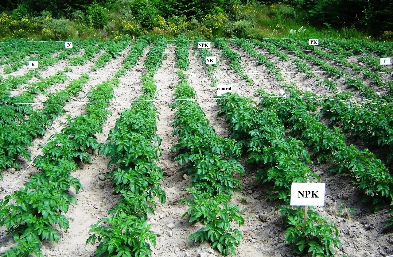 Effect of Fertilization at Potatoes