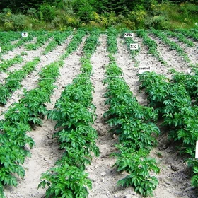 Effect of Fertilization at Potatoes